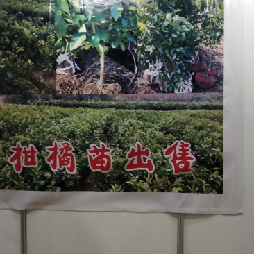 爱媛28号