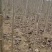 2025无絮杨树苗，2024新年苗圃开始出售，接受订单！