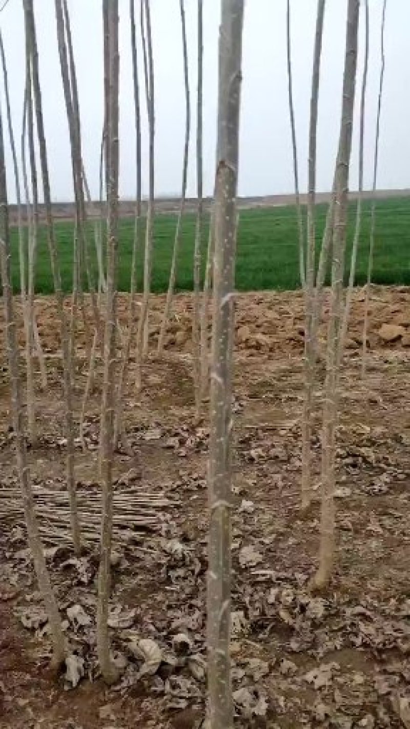 2025无絮杨树苗，2024新年苗圃开始出售，接受订单！