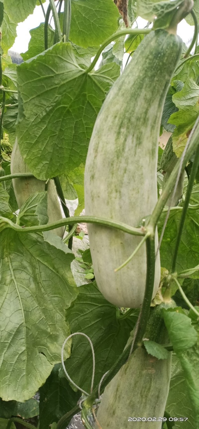 羊角蜜甜瓜，口感脆甜，价格便宜，量大从优，产地直销。