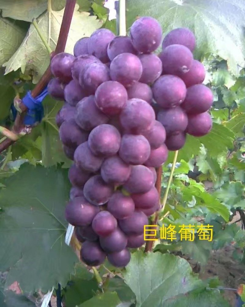 葡萄苗