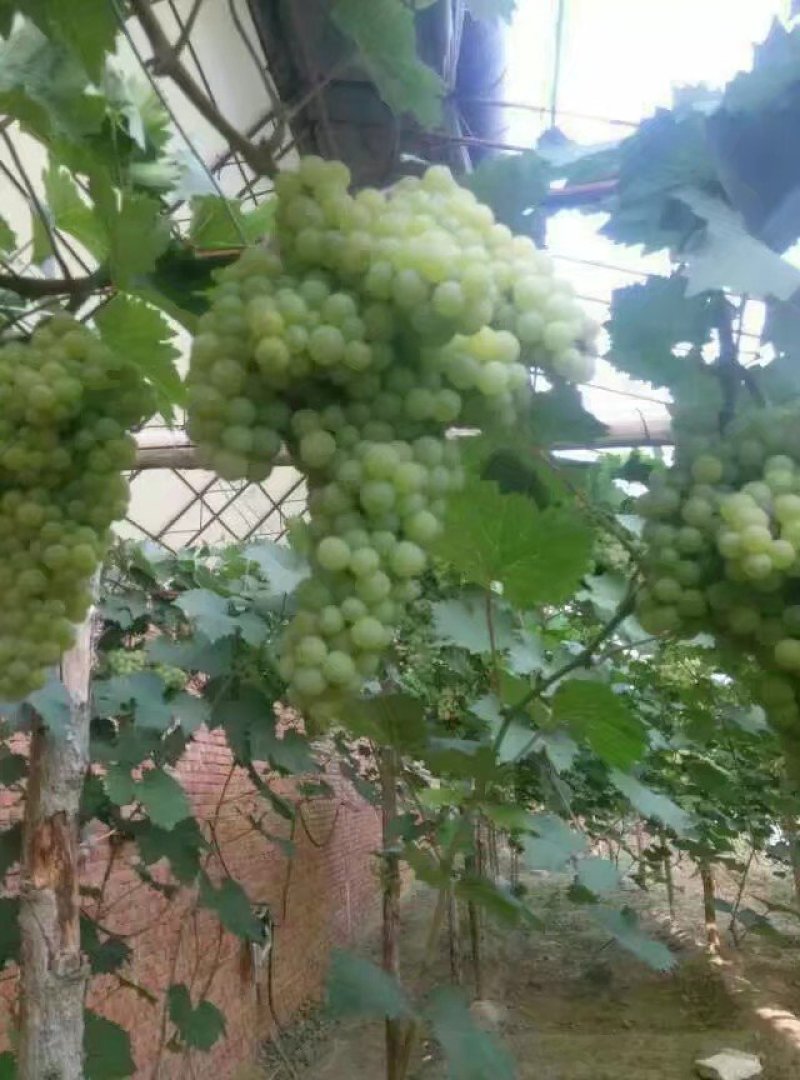 葡萄苗