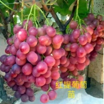 葡萄苗