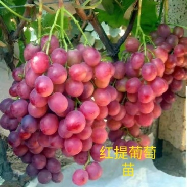 葡萄苗