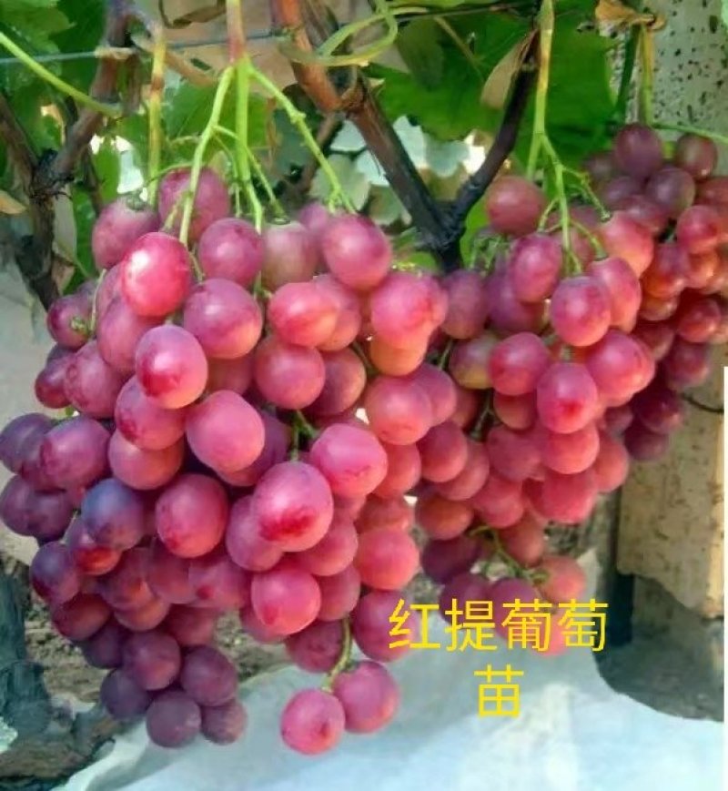 葡萄苗