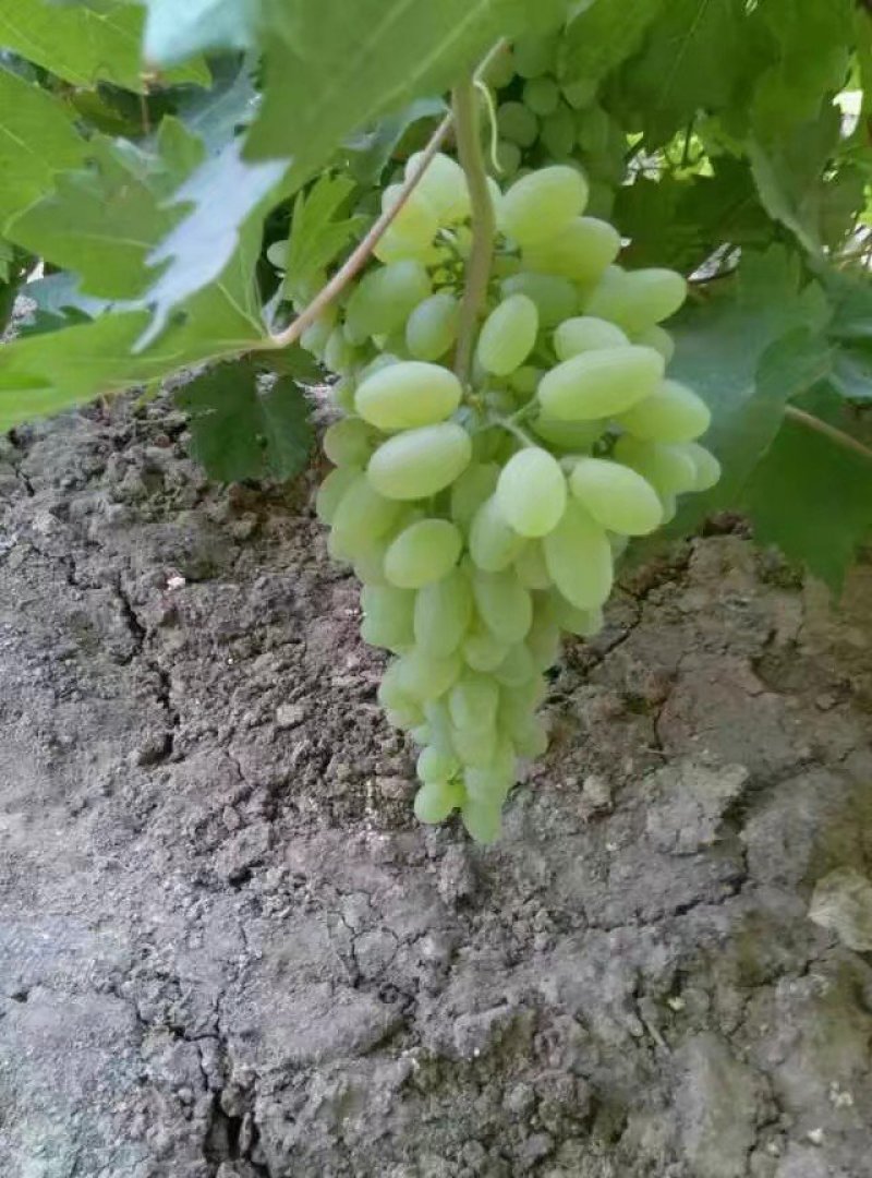 葡萄苗