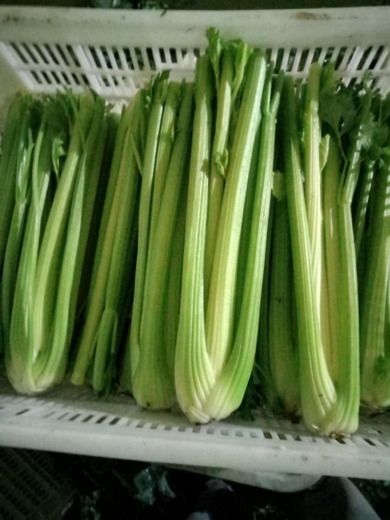 西芹【河南开封优质西芹香芹高质量高标准】