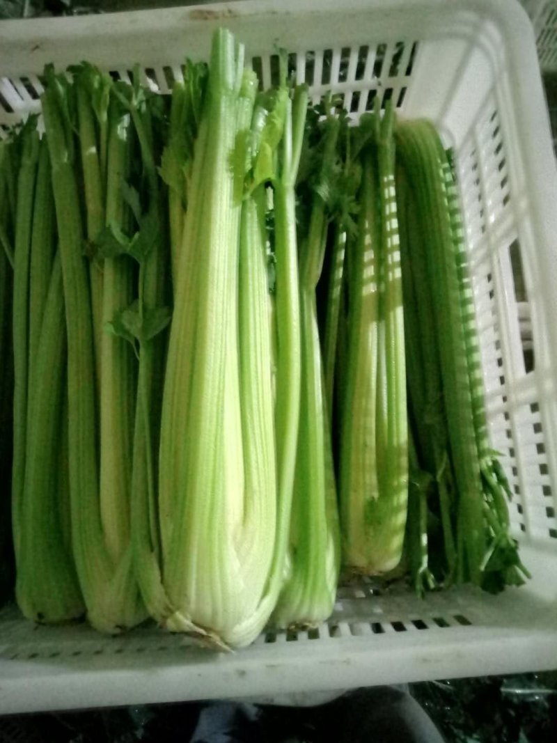 西芹【河南开封优质西芹香芹高质量高标准】