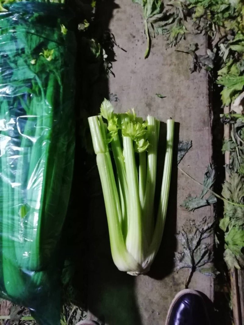 西芹【河南开封优质西芹香芹高质量高标准】