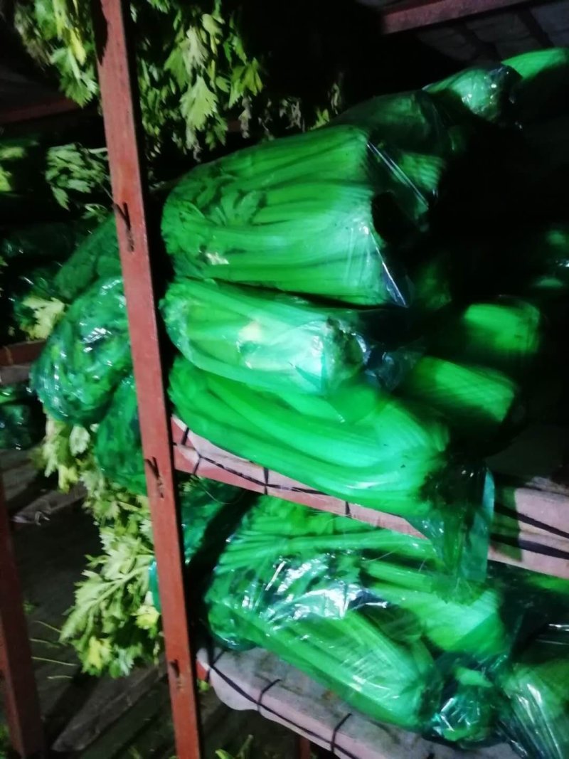 西芹【河南开封优质西芹香芹高质量高标准】