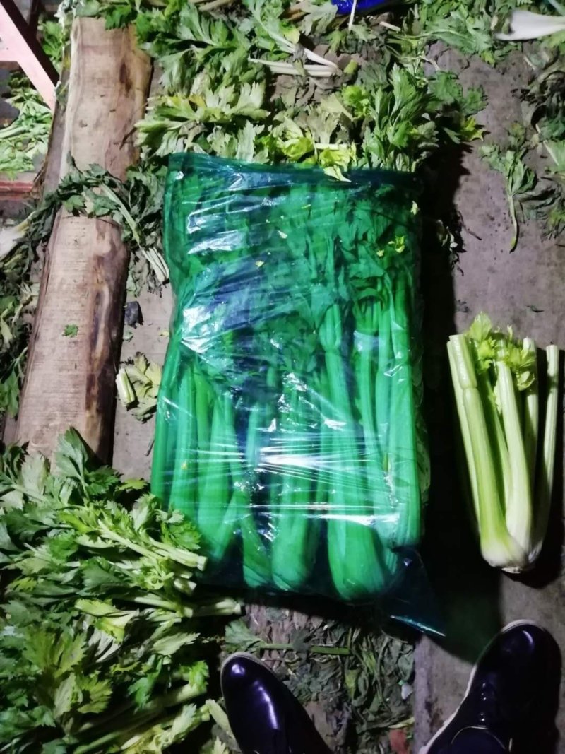 西芹【河南开封优质西芹香芹高质量高标准】