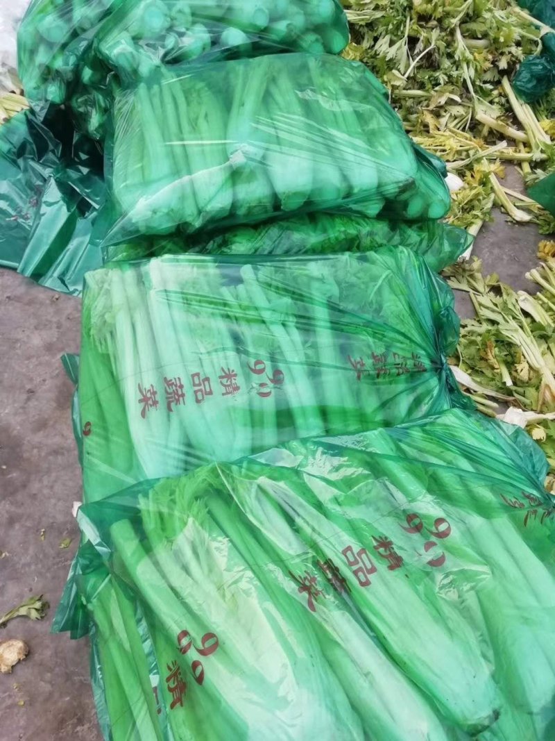 西芹【河南开封优质西芹香芹高质量高标准】