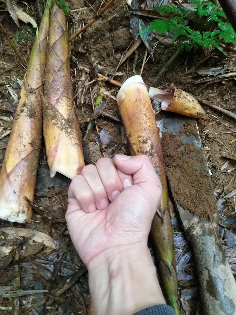 广西水煮笋春笋甜竹笋雷竹笋桂竹笋杀青笋鲜笋