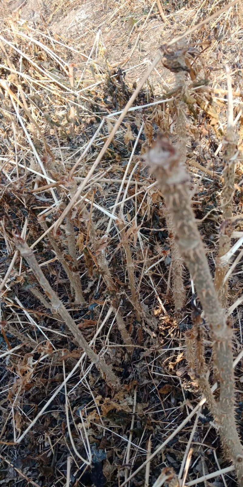桓仁正阳刺五加苗圃出售刺嫩芽种子，刺五加种子，五味子种子