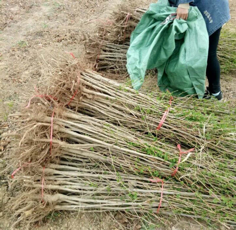 银杏苗现挖苗30到50，2毛便宜了规格齐占地联系