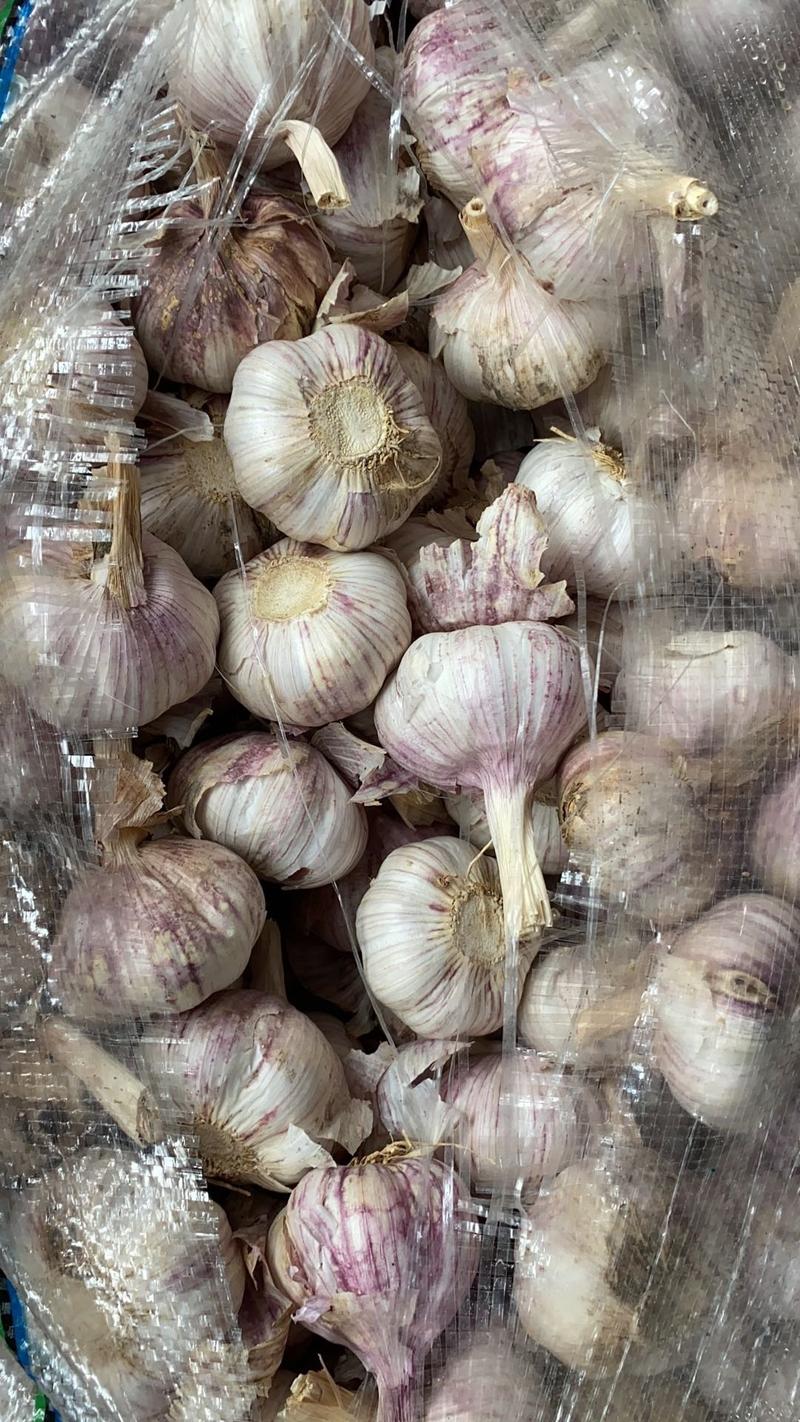 【紫皮蒜】长年供应金乡大蒜，保证质量价格。产地直供