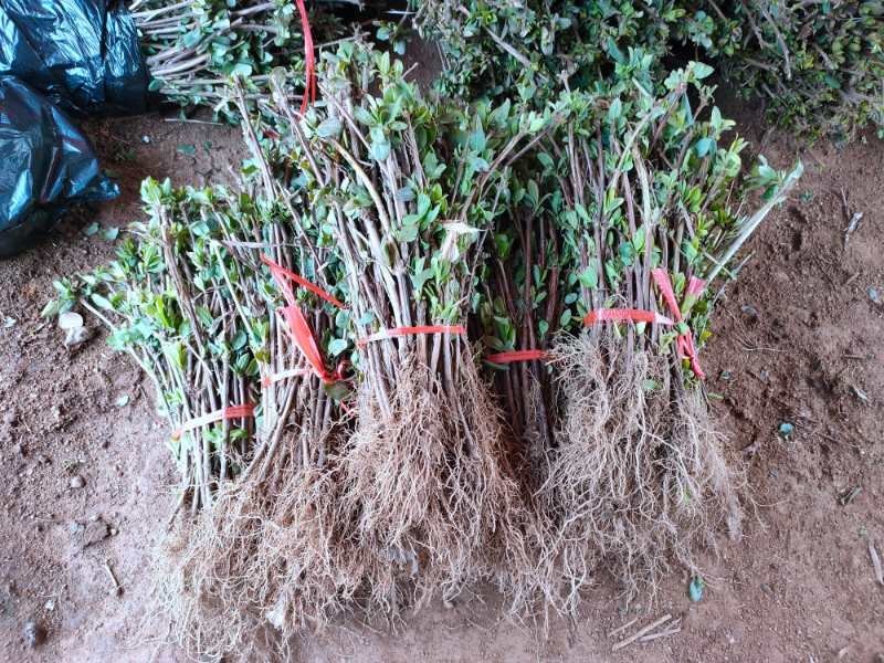 金银花，四季树型金银花，高产亩年收入过万