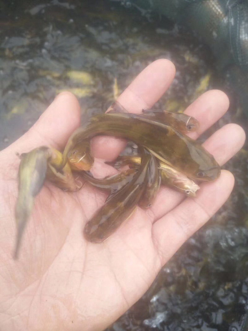 黄骨鱼苗黄丫角优质健康苗适应能力强