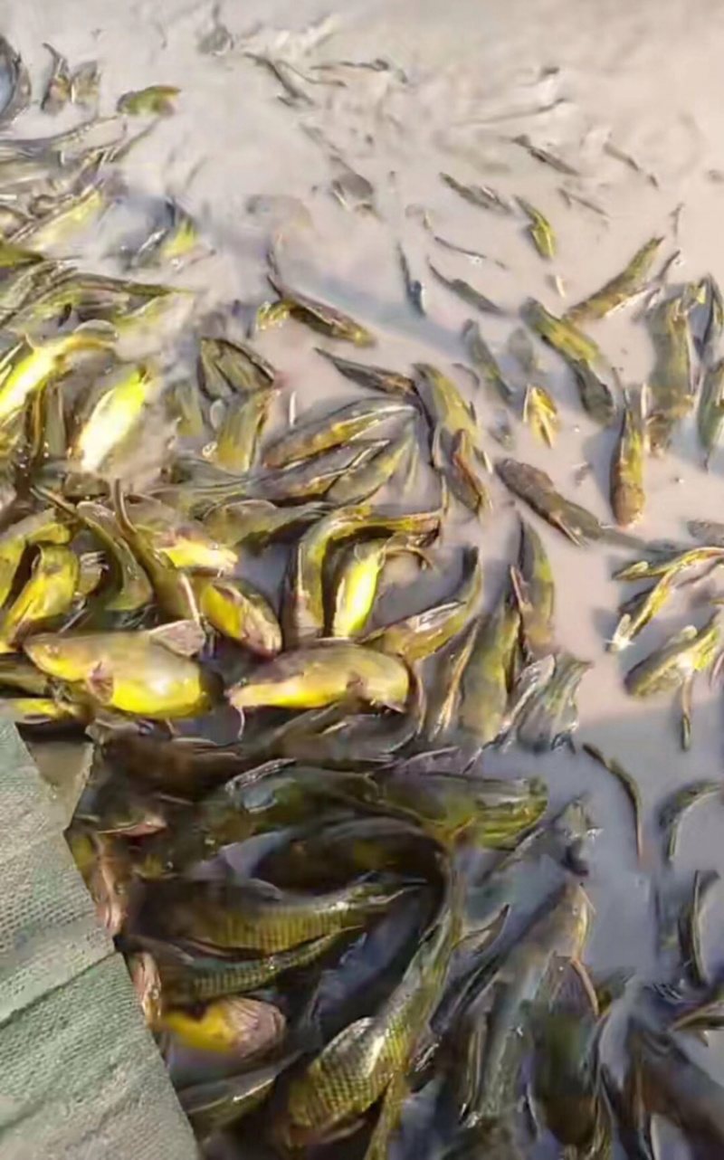 黄骨鱼苗黄丫角优质健康苗适应能力强