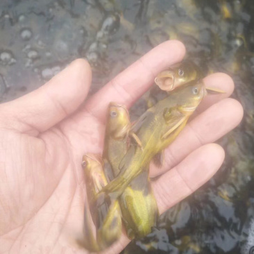 黄骨鱼苗黄丫角优质健康苗适应能力强