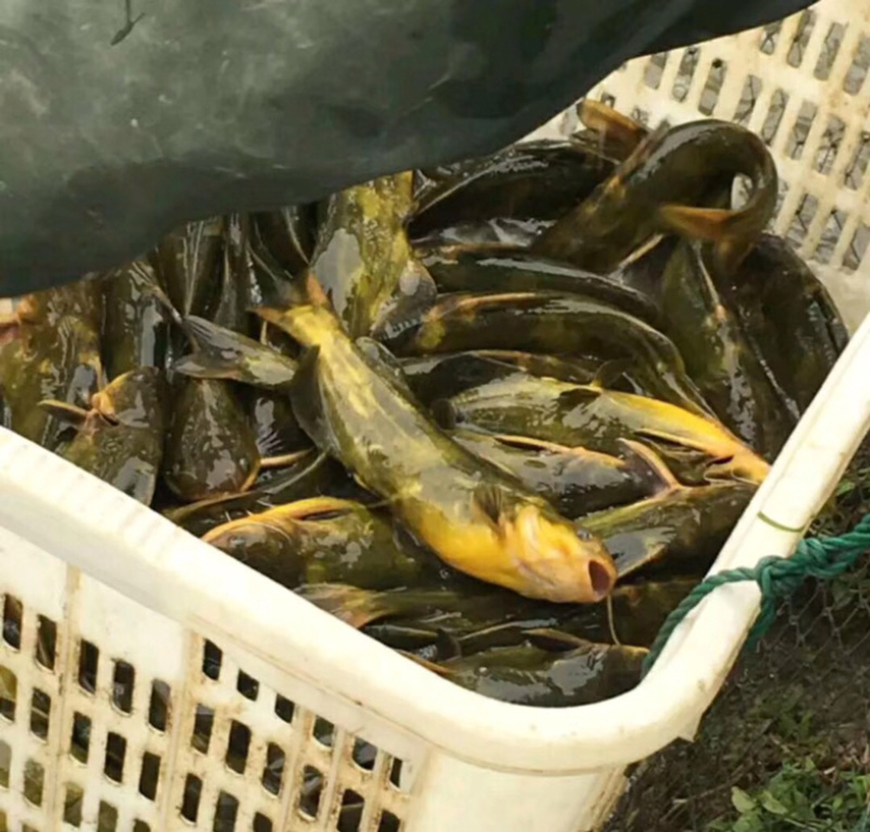 黄骨鱼苗黄丫角优质健康苗适应能力强