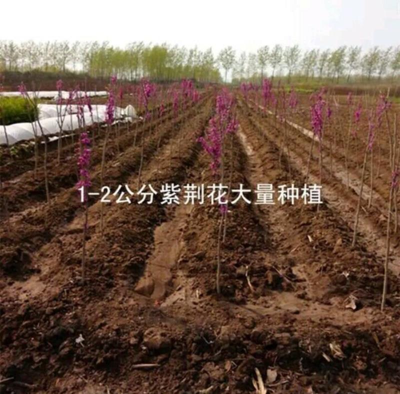 紫荆苗自家苗便宜紫荆树苗【规格齐】