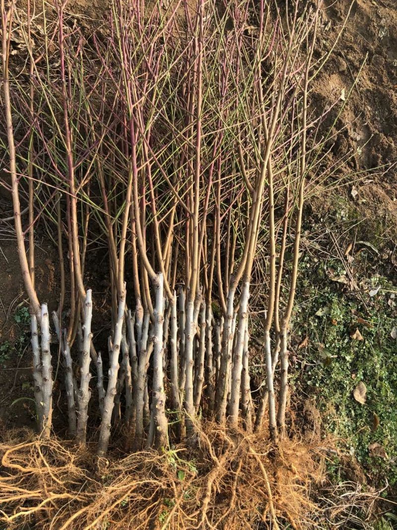 血桃树苗血桃苗正宗品种嫁接一手基地货源包活