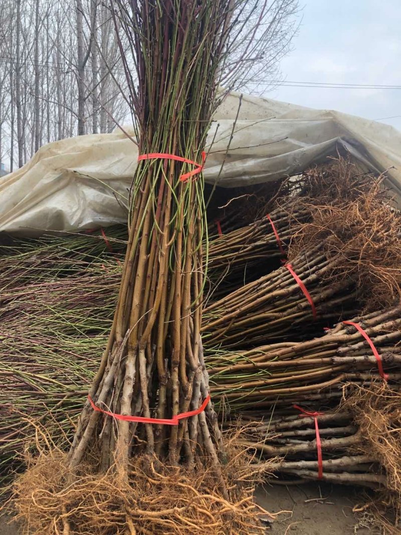 血桃树苗血桃苗正宗品种嫁接一手基地货源包活