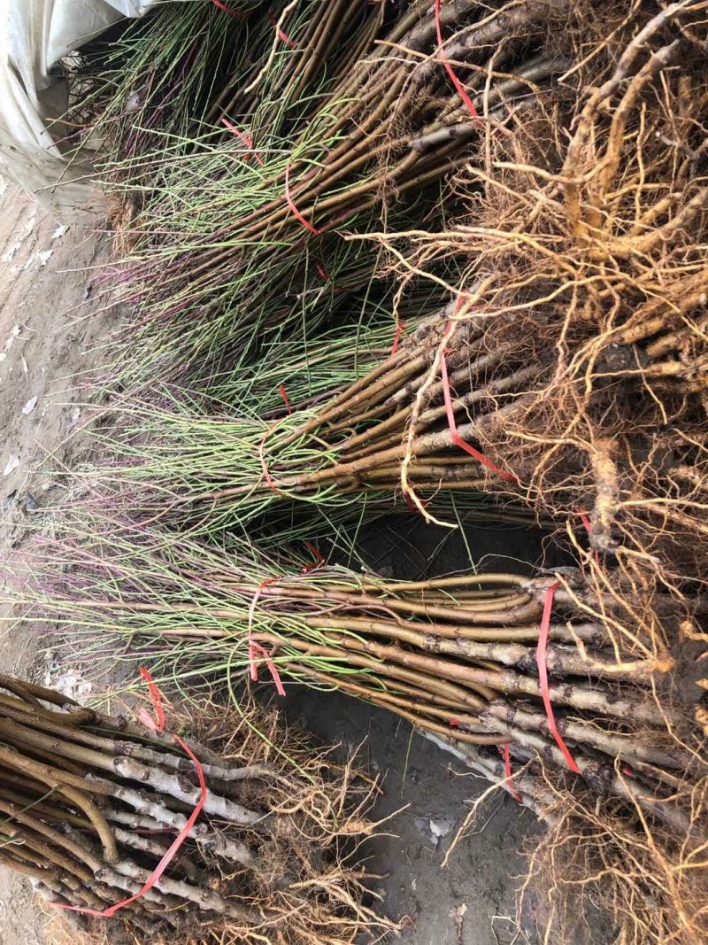 血桃树苗血桃苗正宗品种嫁接一手基地货源包活