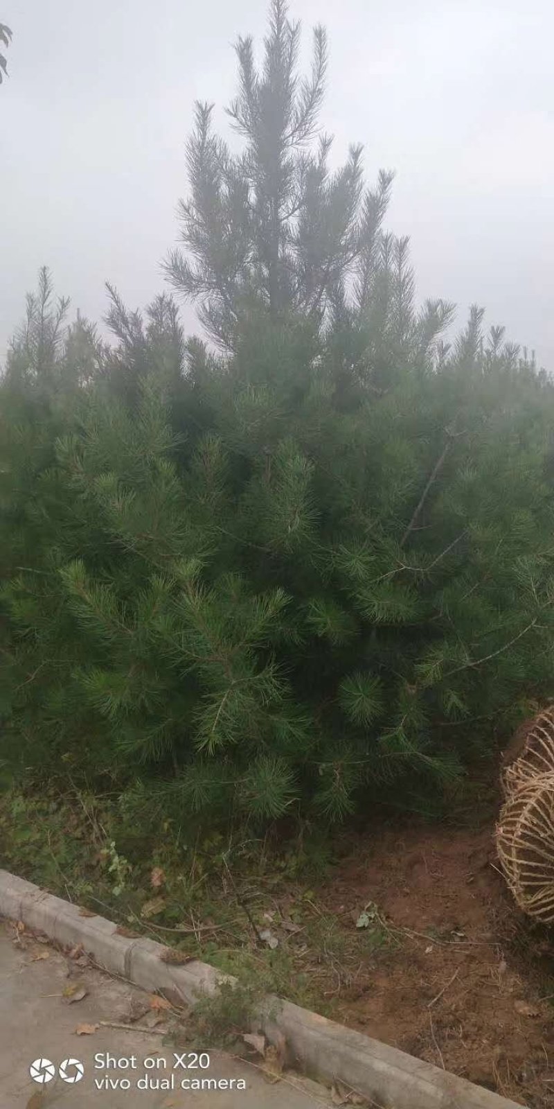 白皮松