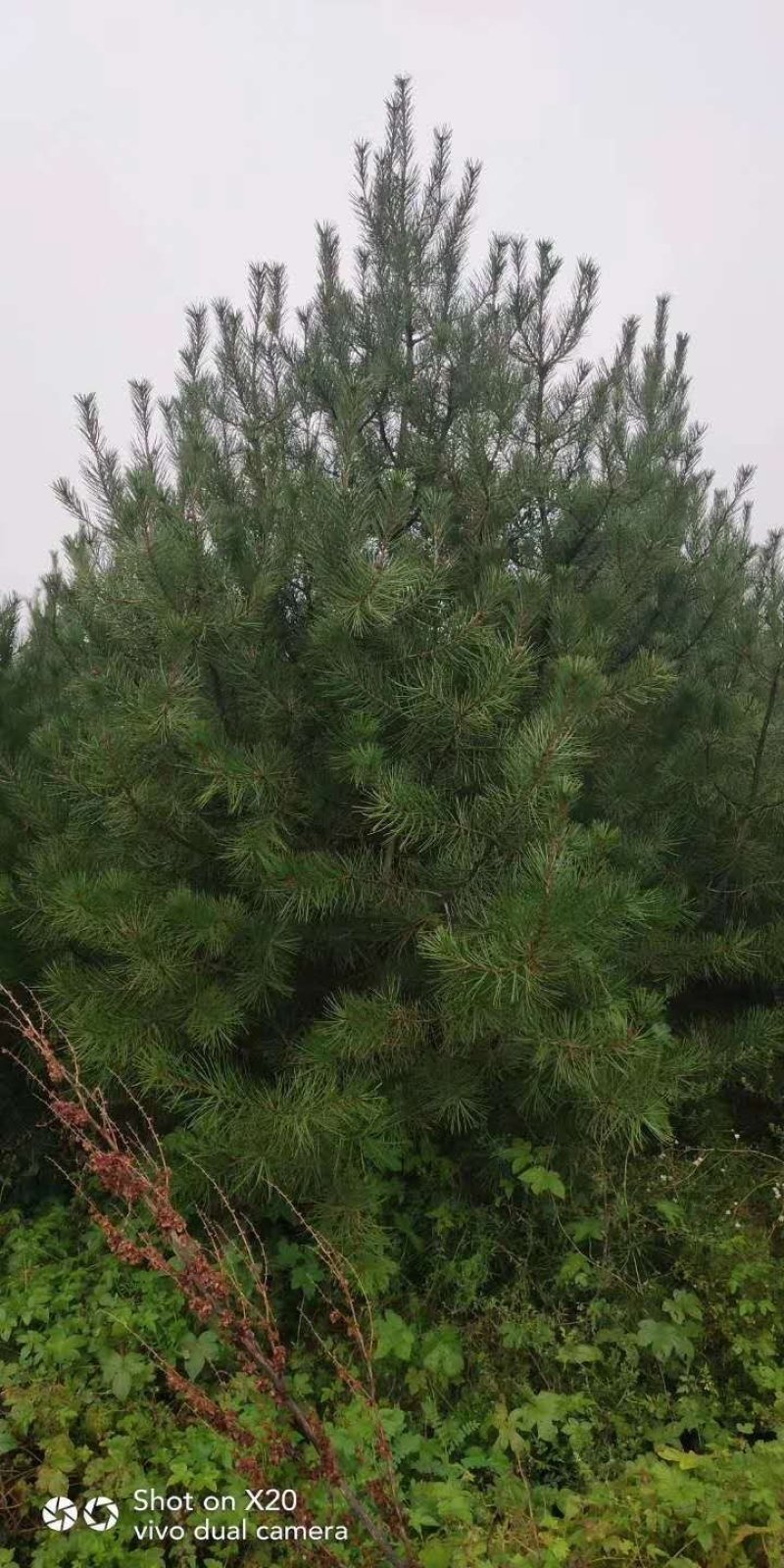 白皮松