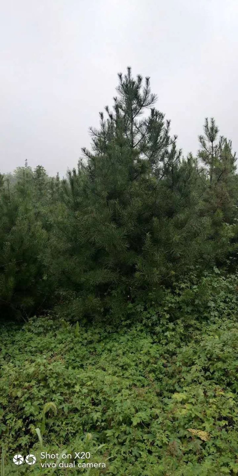 白皮松