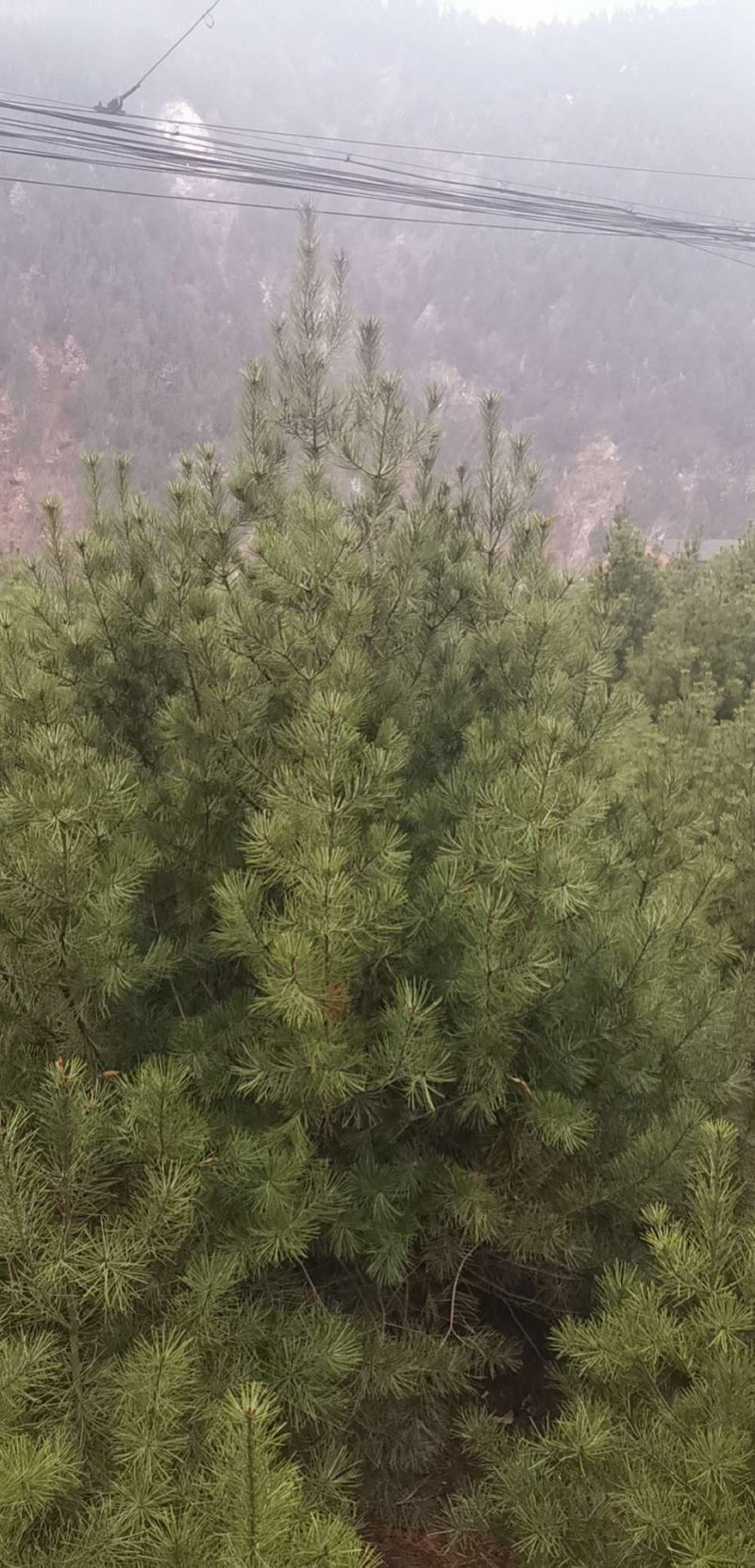 白皮松