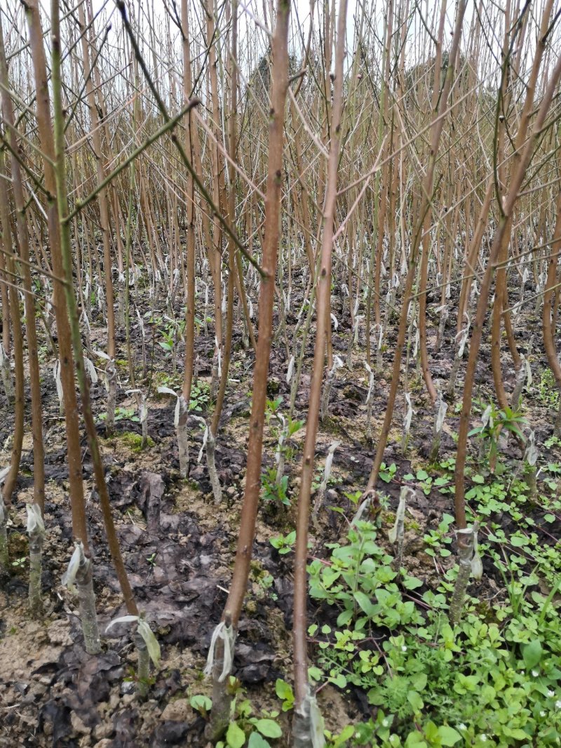 桃树苗《黄桃苗》基地直发现挖批发，保证成活，