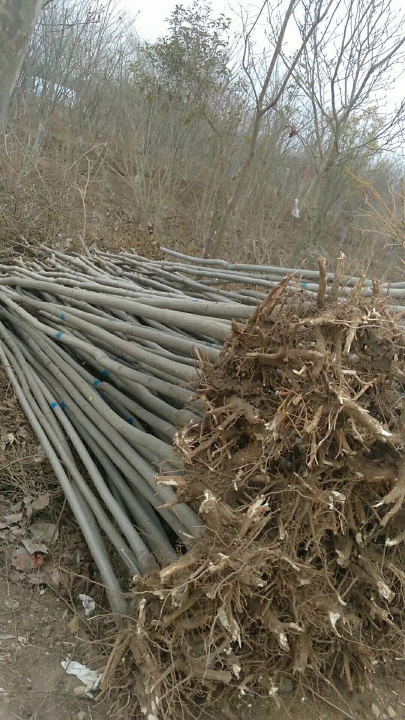 栾树黄山栾树3-20公分基地直销需要联系