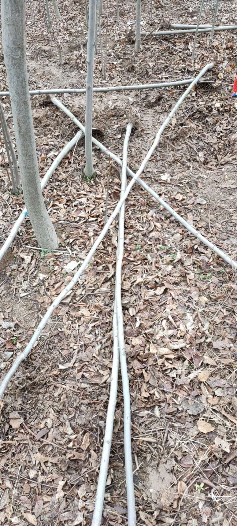 栾树黄山栾树3-20公分基地直销需要联系