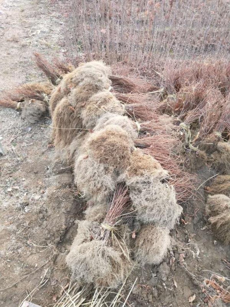 圃地直销高产抗病北五味子基地优选五味子苗