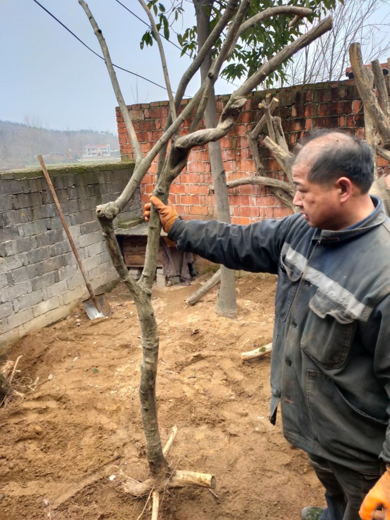 紫藤下山桩一手货源质优价廉