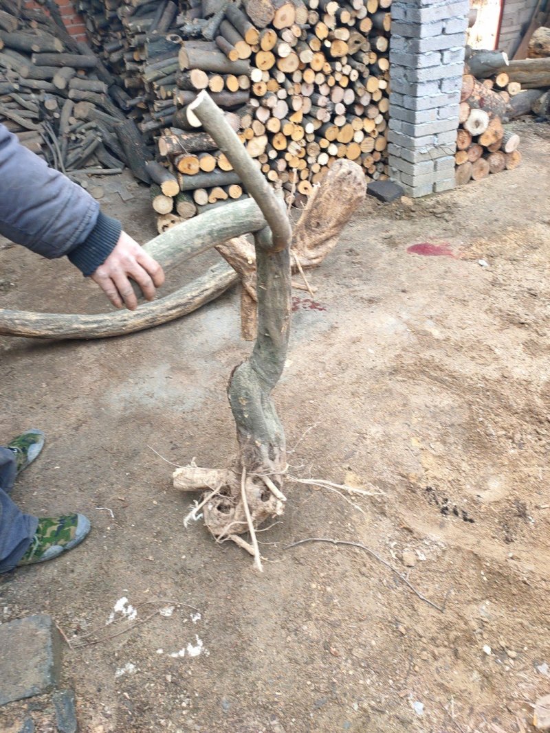 紫藤下山桩一手货源质优价廉