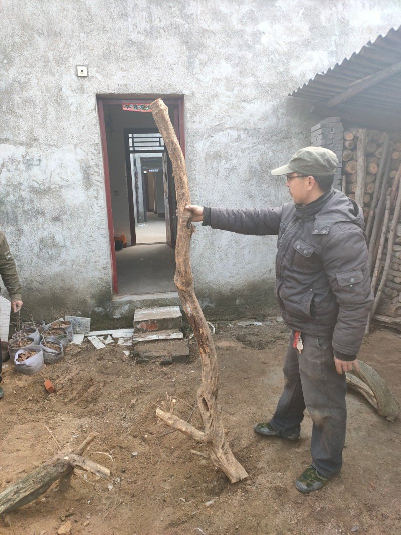 紫藤下山桩一手货源质优价廉