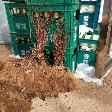 自产自销高产抗病五味子苗全国顺风包邮