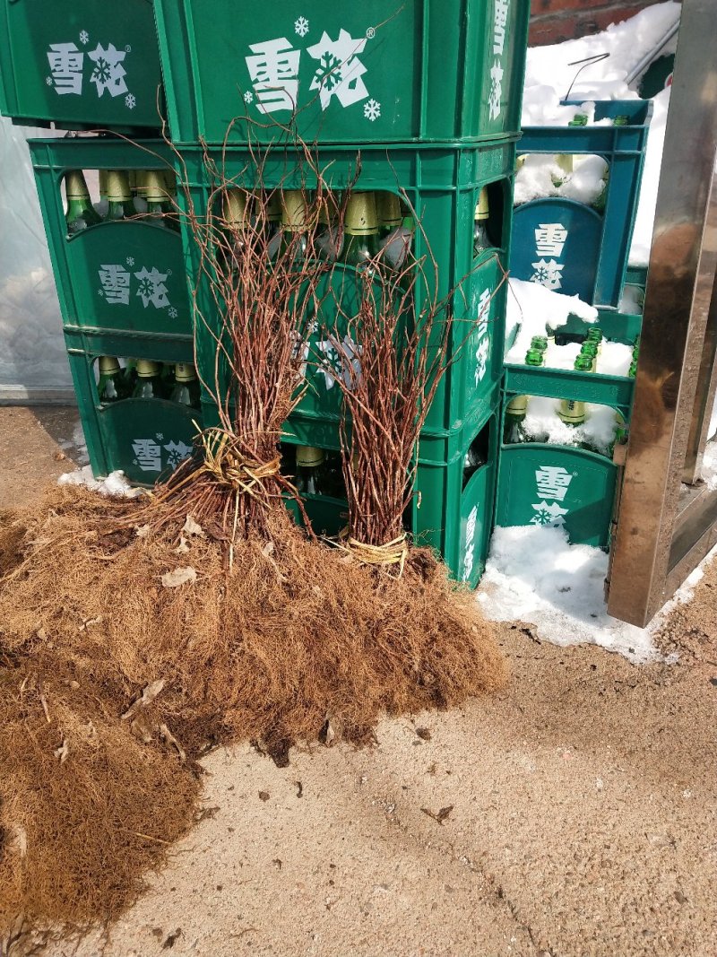 自产自销高产抗病五味子苗全国顺风包邮