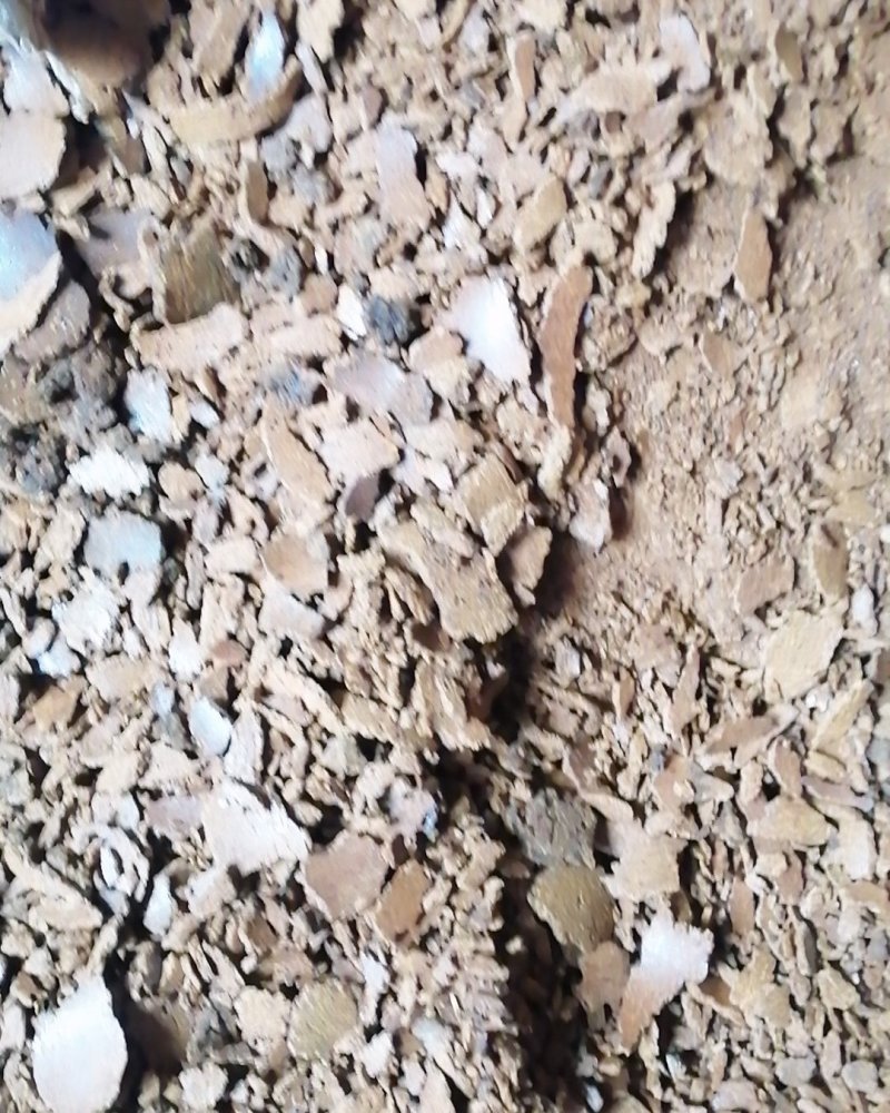小榨菜枯