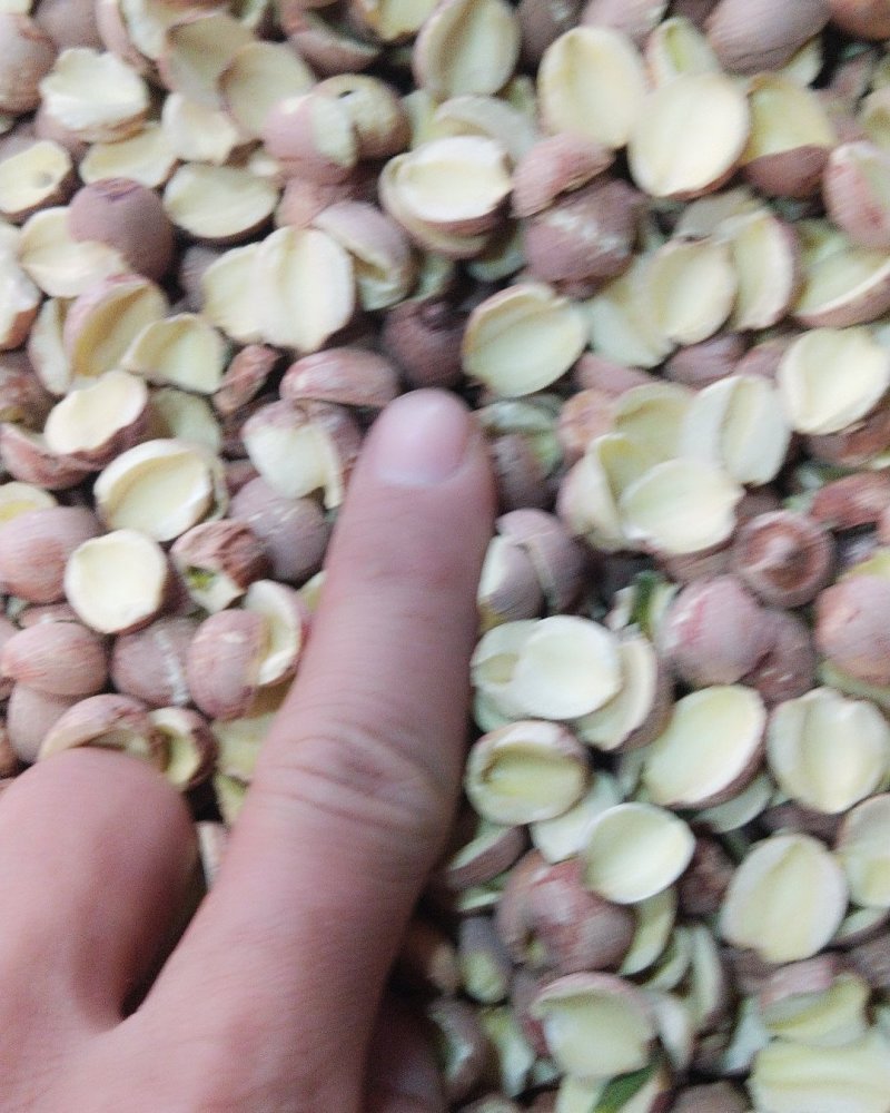 湖南湘莲子开边质量可以