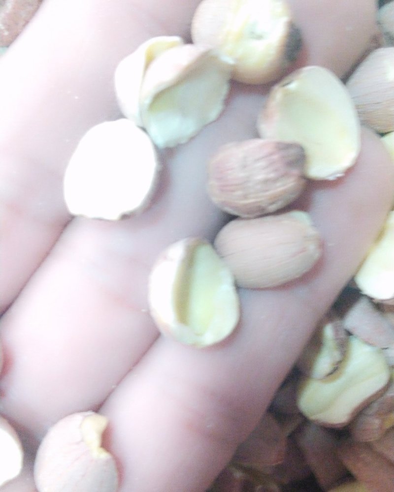 湖南湘莲子开边质量可以