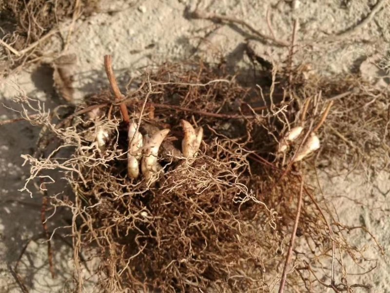 甘肃礼县地道药材高含量小圆叶淫羊藿种子直供