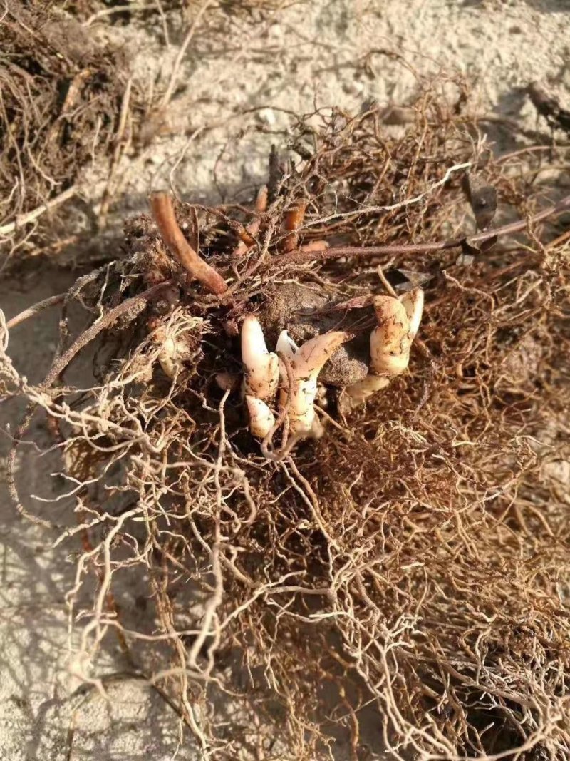 甘肃礼县地道药材高含量小圆叶淫羊藿种子直供