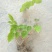 甘肃礼县地道药材高含量小圆叶淫羊藿种子直供