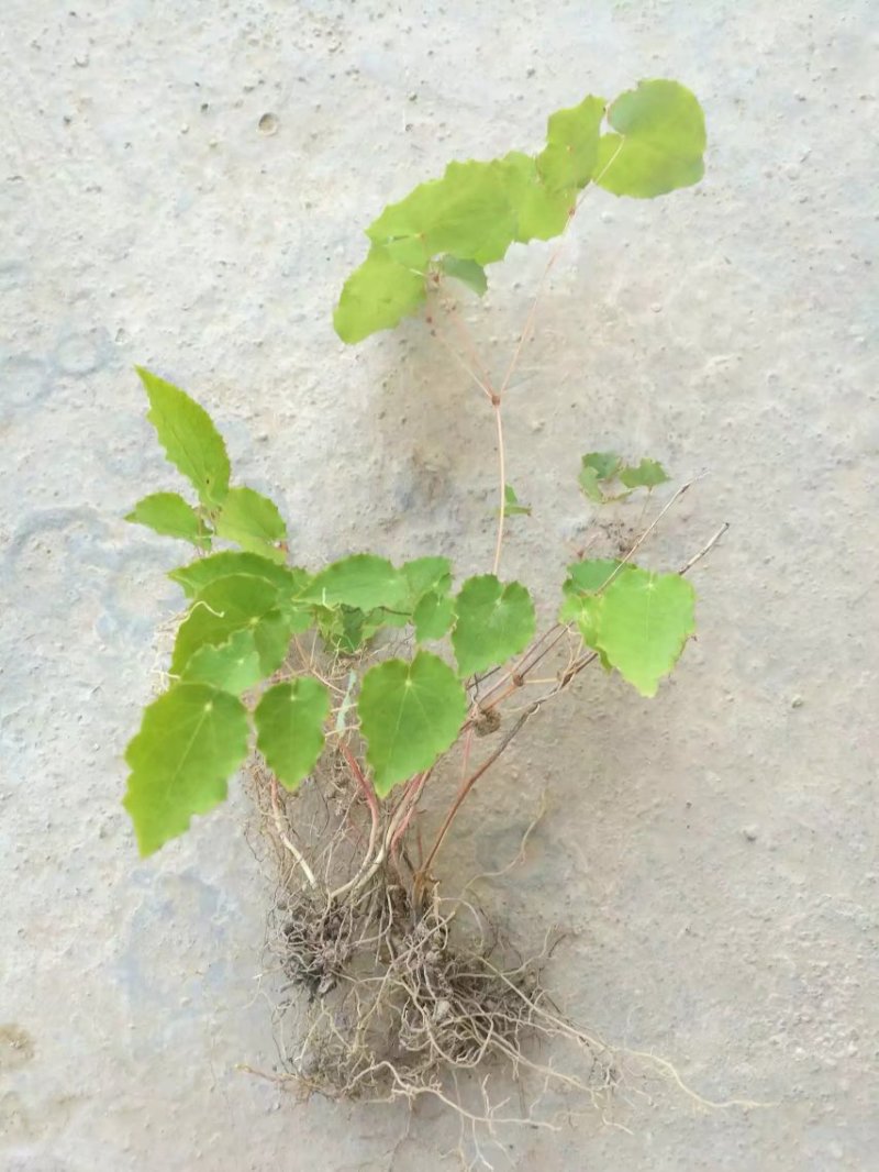 甘肃礼县地道药材高含量小圆叶淫羊藿种子直供