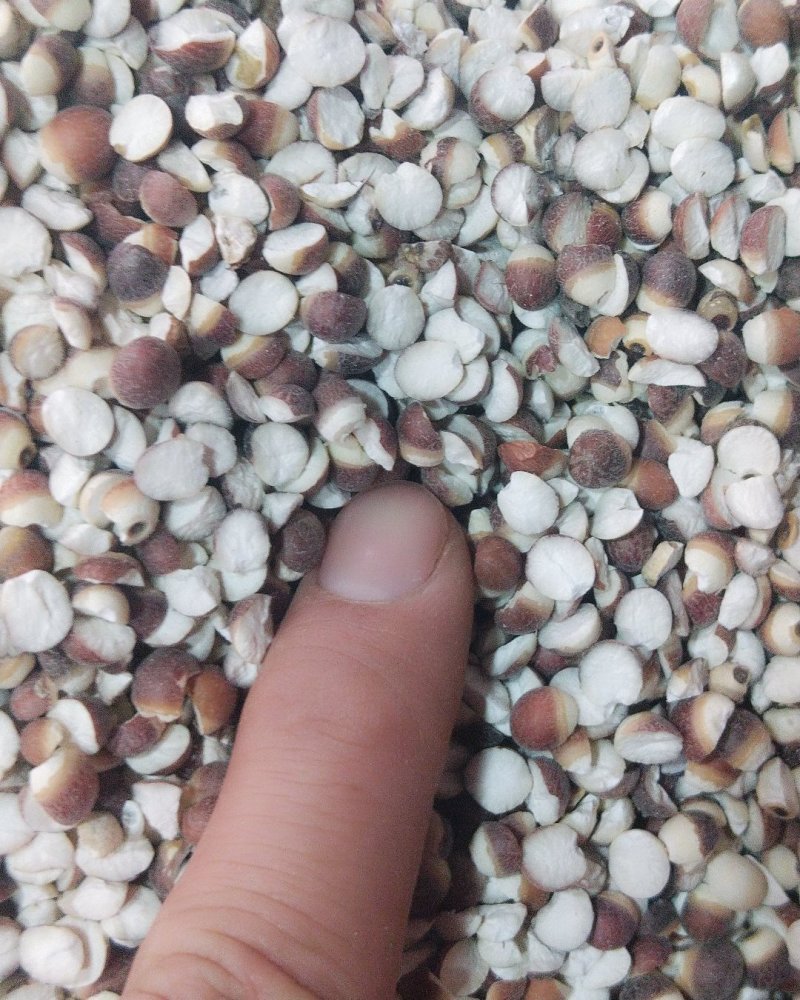 芡实大粒中粒质量可以
